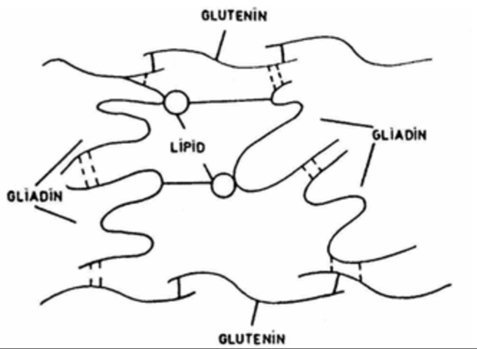 Les épeautres et le gluten