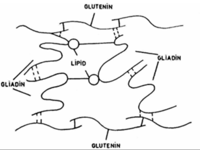 Les épeautres et le gluten